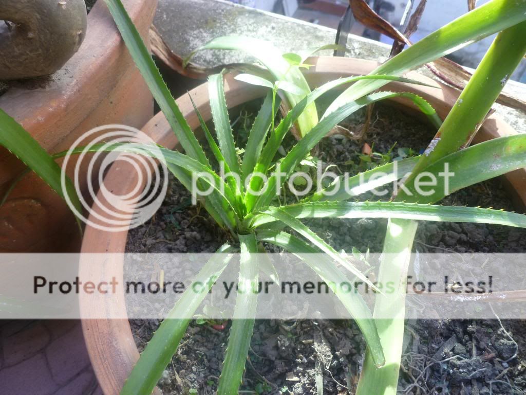 Bán Cây Thơm kiểng. ra trái 6 tháng mới rụng.