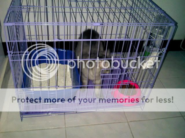 Jual Kandang Anjing Kucing Kelinci Kaskus The Largest Indonesian Jual Kandang Anjing Kucing Kelinci Kaskus The Largest Indonesian