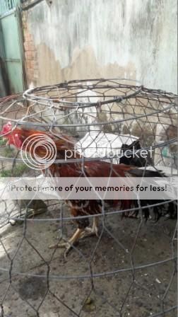 Q2: Bán Gà Tre Nhạn, Điều, Chuối