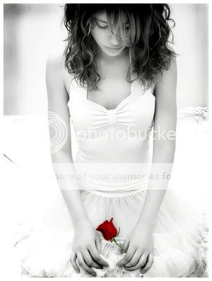red rose Pictures, Images and Photos