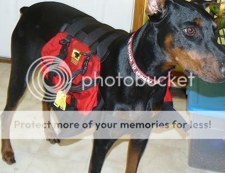 doberman backpack