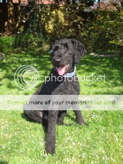 labradoodle haircuts for summer