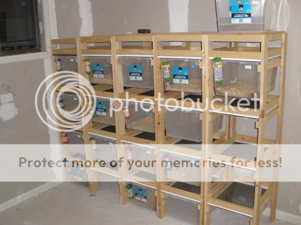 the start of my rats and mice breeding setup Aussie Pythons and Snakes