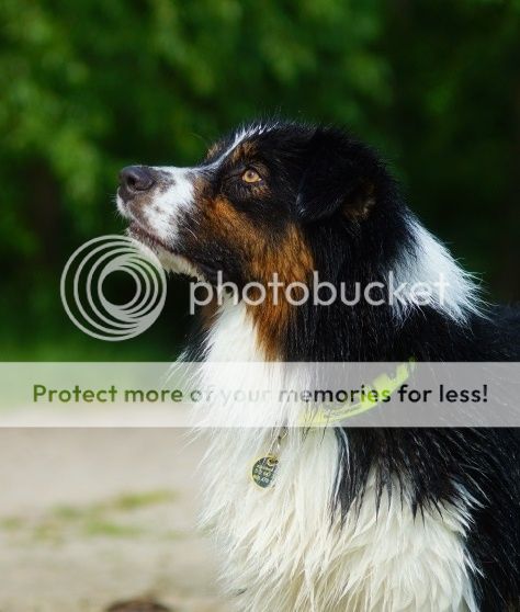 DSC02981_zps3srvm4wf.jpg?t=1432238603